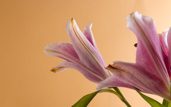 Les fleurs extraordinaires qui commencent par L à découvrir