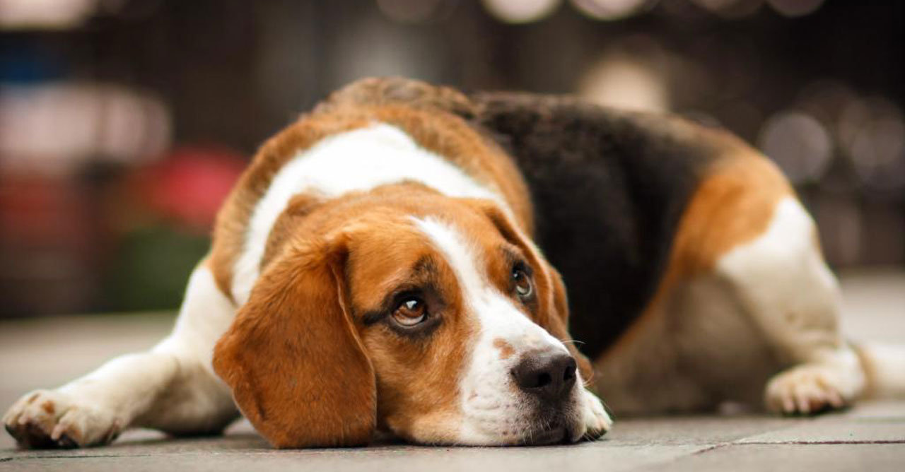 Mengenal Penyebab Muntah pada Anjing akibat Pengaruh Lingkungan dan Rutinitas